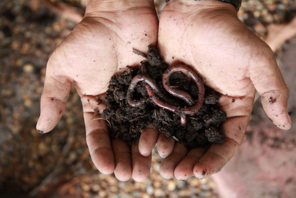 Aarde met regenwormen vastgehouden door handen