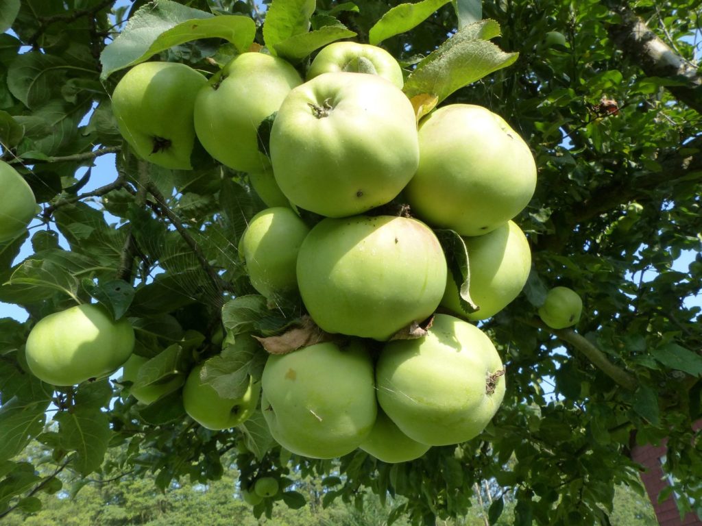 Ontario appels hangend aan de appelboom