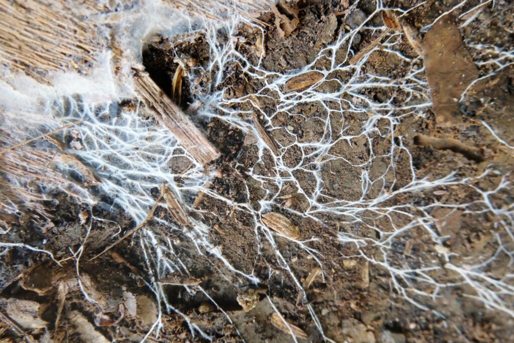 Schimmel mycelium onder de grond