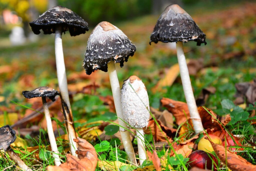 Zwarte paddenstoelen in het gazon