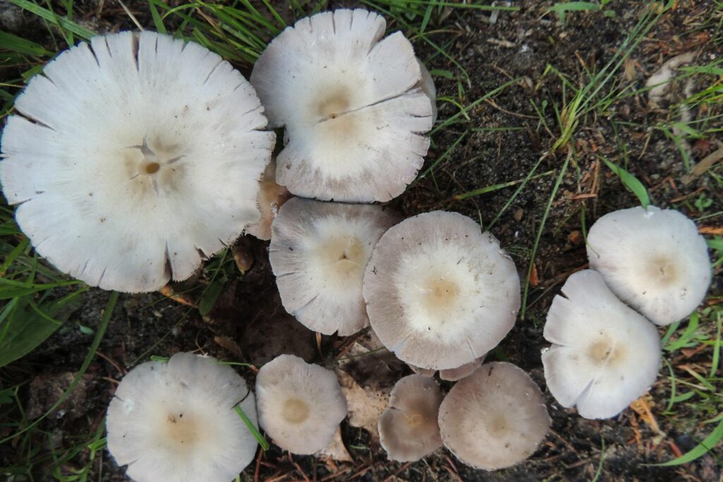 Witte champignons in het gazon