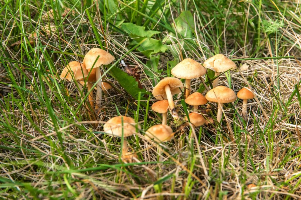 Kleine bruine paddenstoelen in het gazon