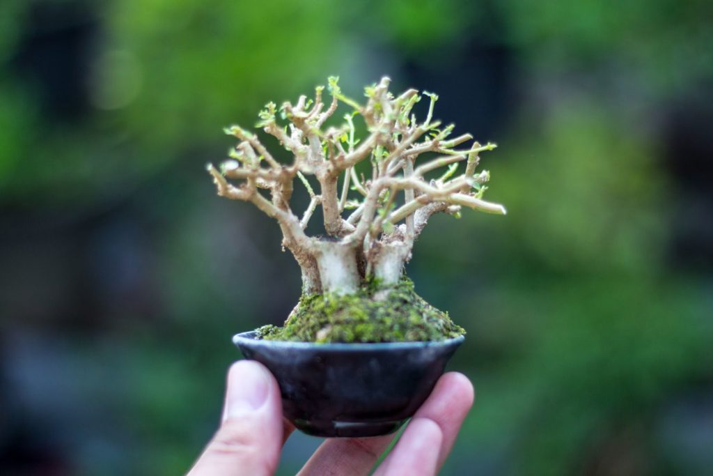 Gesneden dwergvorm van een bonsai