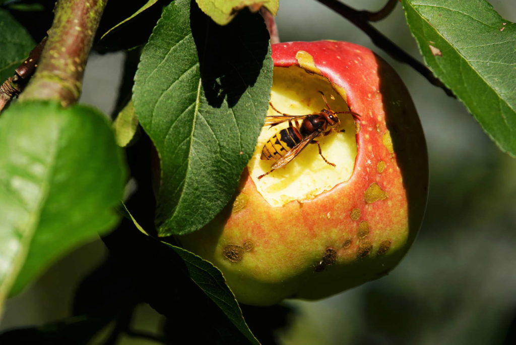 Hornet at the apple