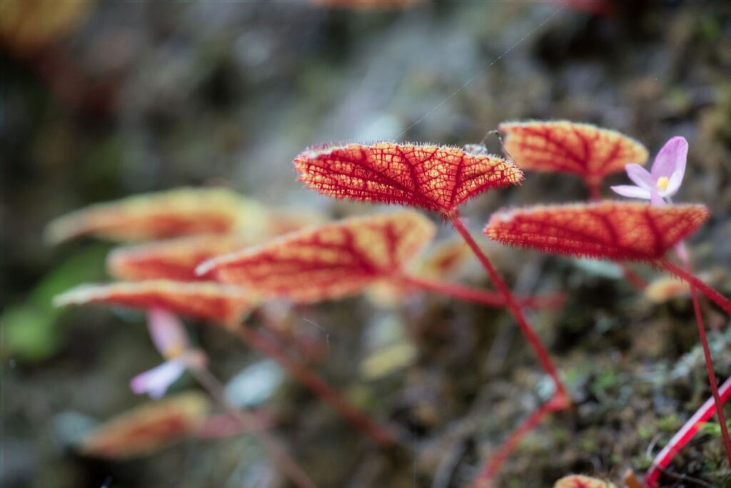 Begonia bladeren op een steen