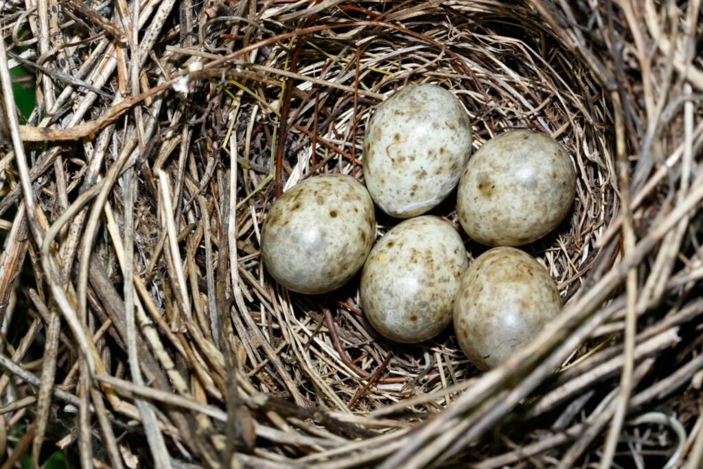 Eieren van de tuinfluiter in het nest