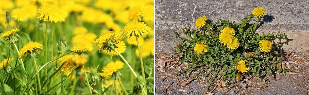 Effectief paardenbloemen verwijderen: de beste tips