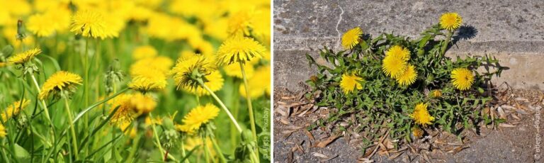 Effectief paardenbloemen verwijderen: de beste tips