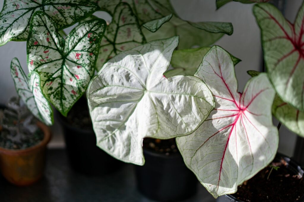 Caladium met lichte bladeren
