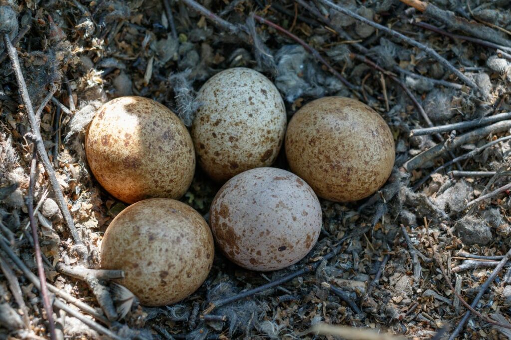 Torenvalk nest met eieren