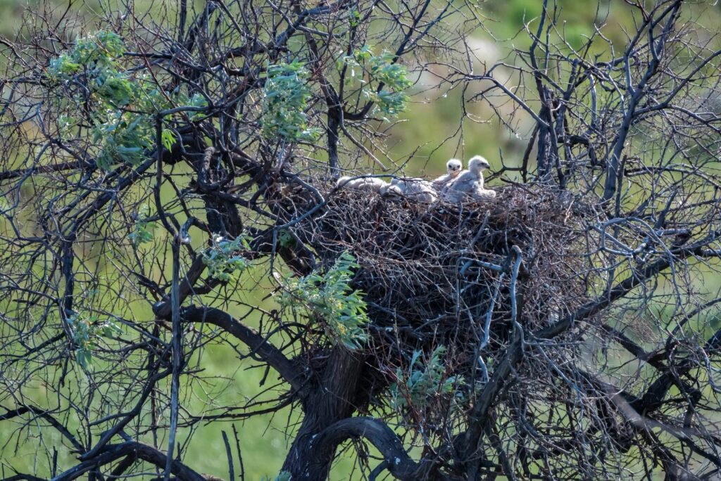 Buizerd nest