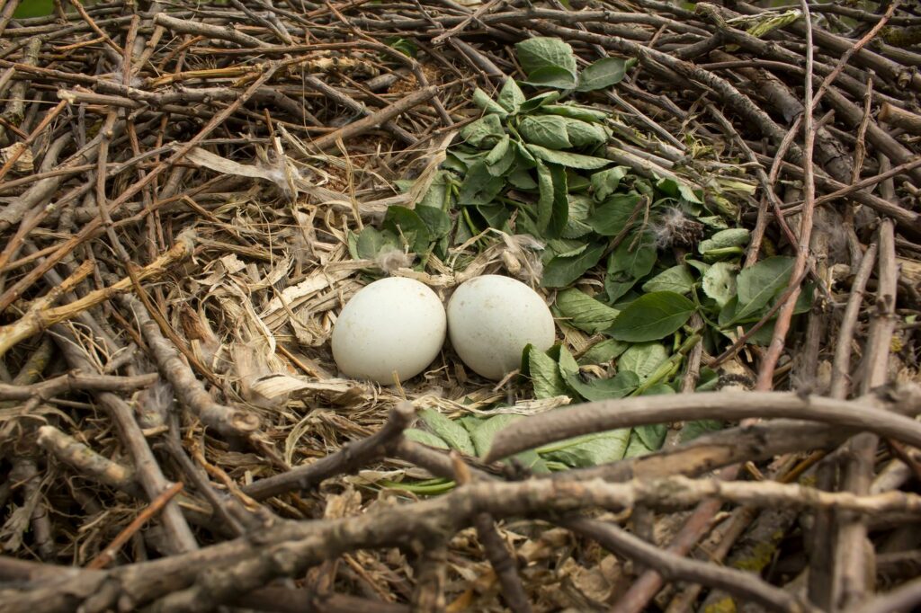 Buizerd nest met eieren