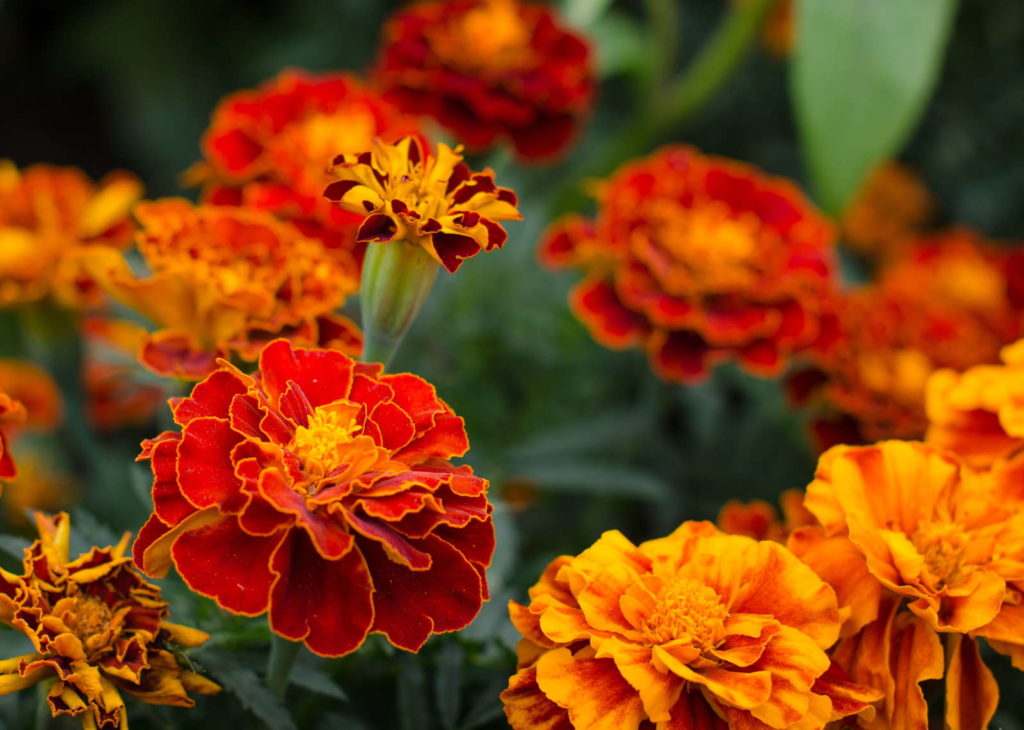 Tagetes met bloemen in oranje en rood