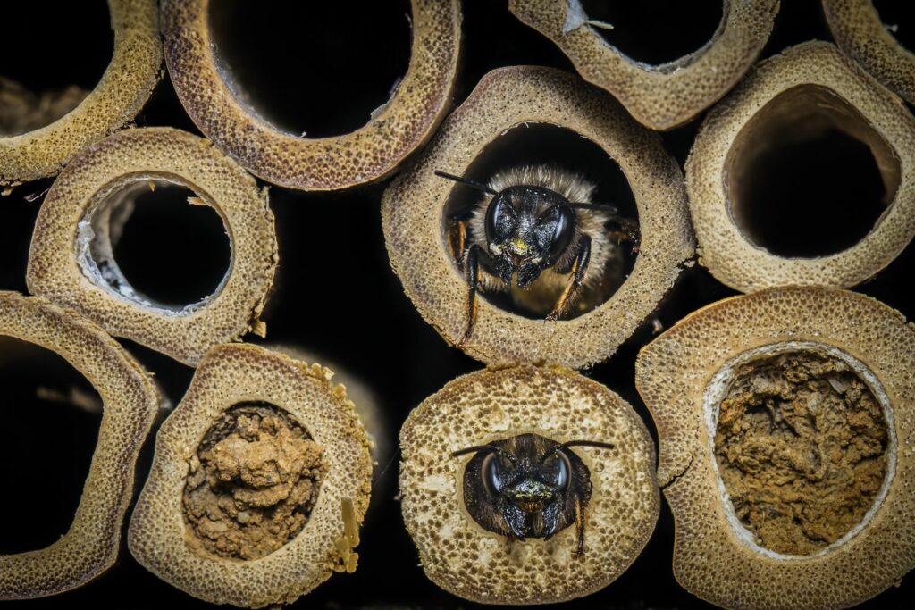 Bijen in het insectenhotel