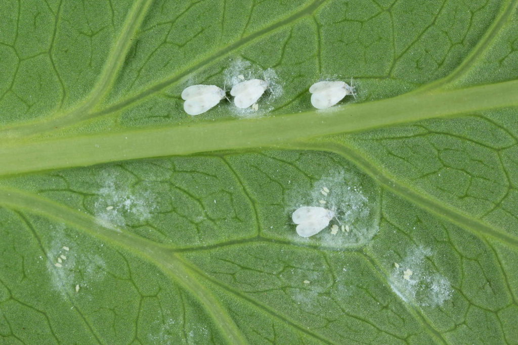 Wittevliegen zitten op een blad en leggen eitjes