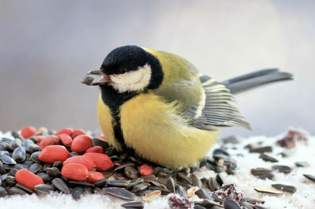 Vogel met noten en zaden