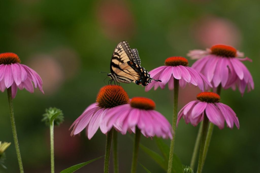 Vlinder op zonnebloemen