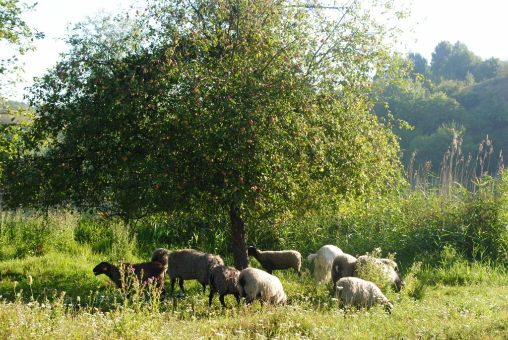 Appelboom Maunzen met schapen