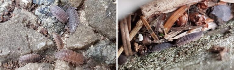 Pissebedden bestrijden: de beste methoden