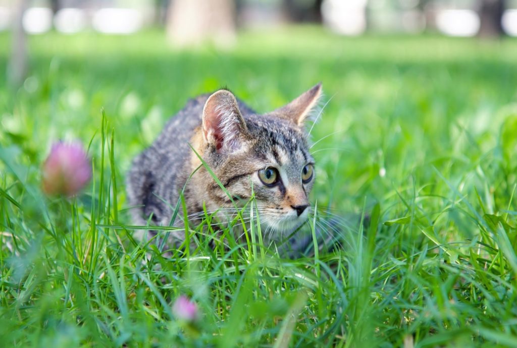Kat in het gras