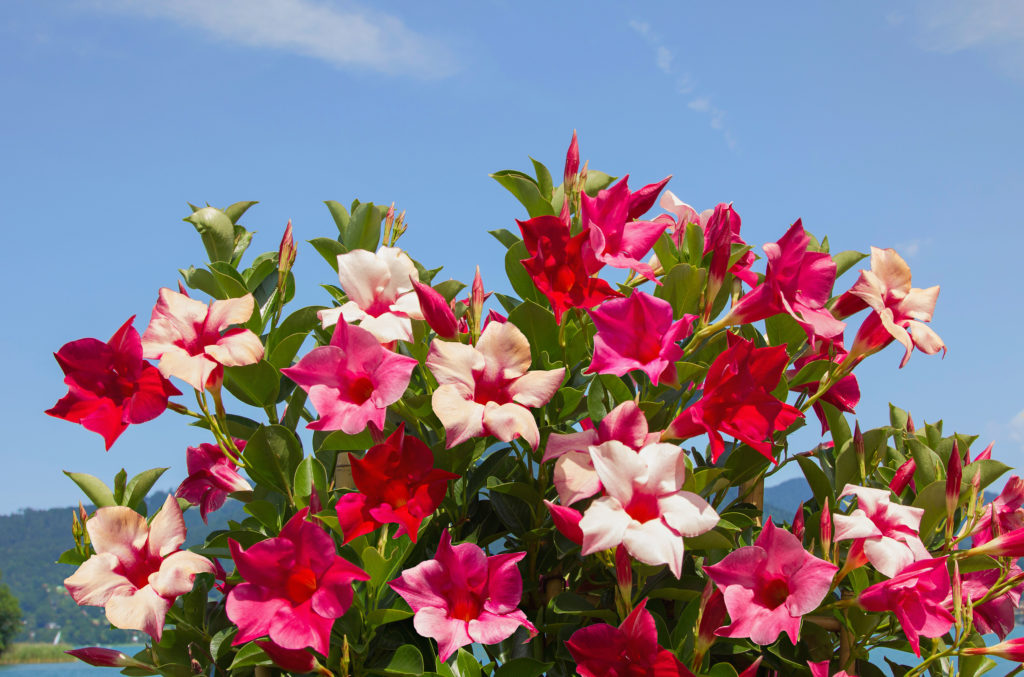 Mandevilla met roze bloemen in de zon
