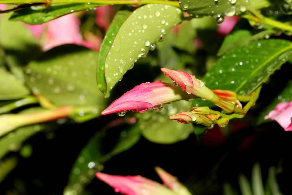 Mandevilla bloemen met waterdruppels