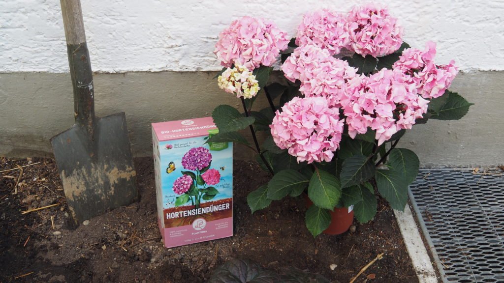 Roze hortensia's naast Plantura Organische Hortensia Meststof 