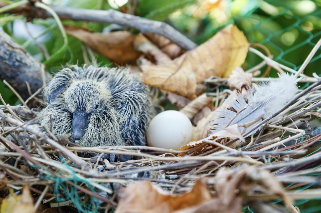 Nest met jonge tortelduif en ei