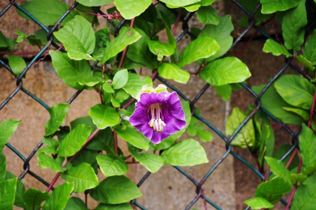 Klokrank met paarse bloem klimt over hek