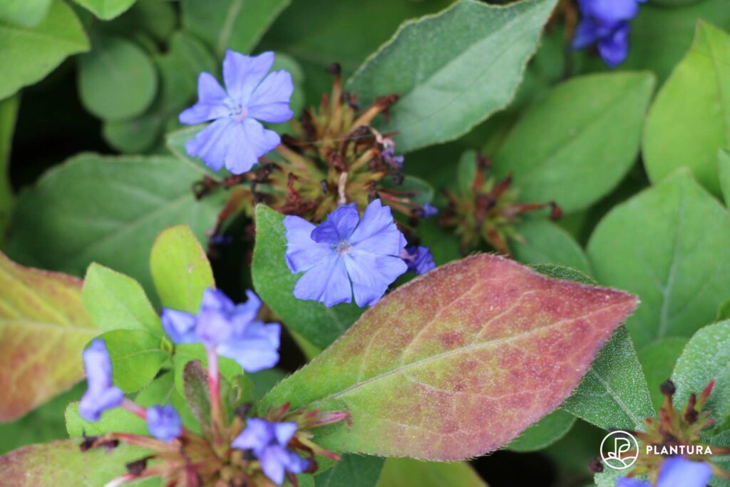 Rode bladeren van Ceratostigma plumbaginoides