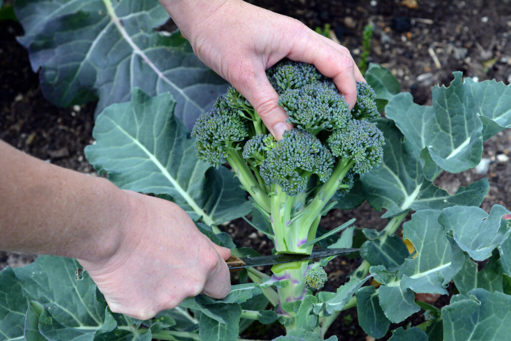Broccoli oogsten