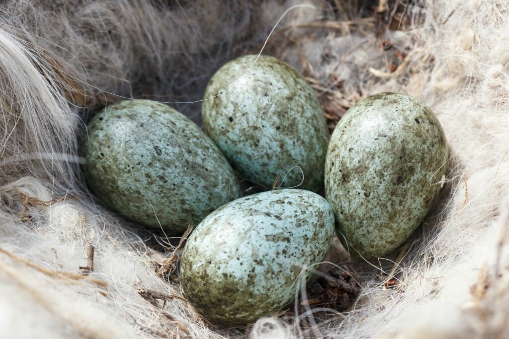 Ravenkraai eieren