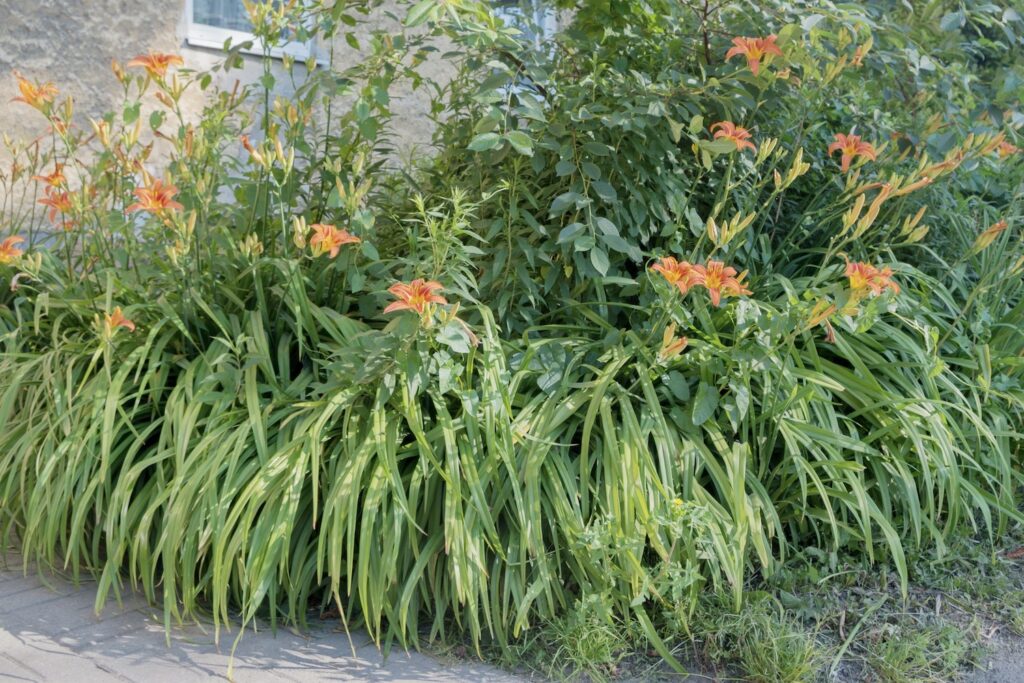 Lelies in vaste plantenbed