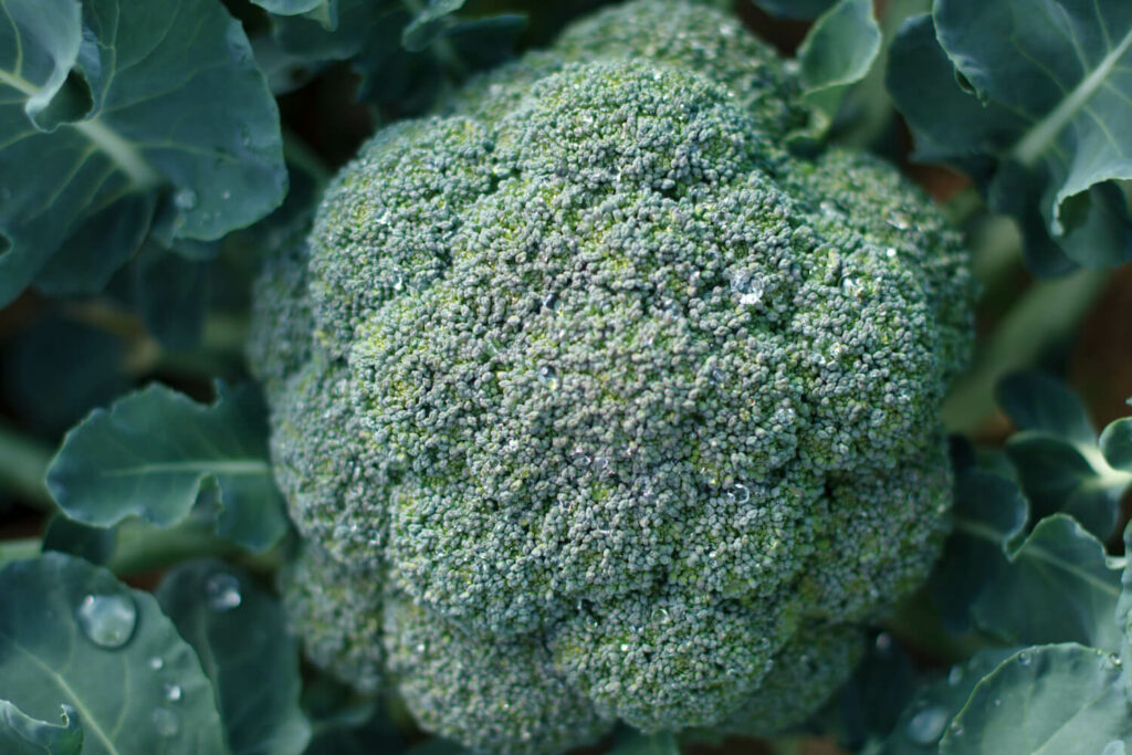 Rijpe broccoli