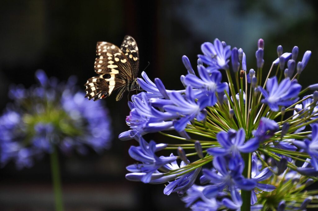 Vlinder op blauwe Agapanthus bloem