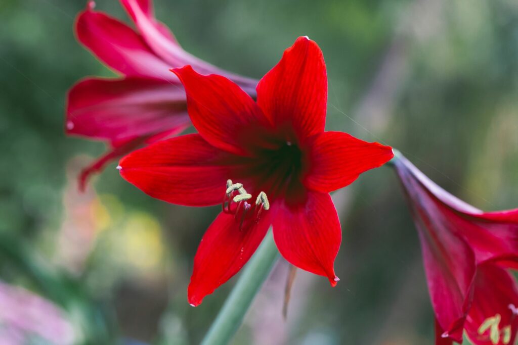Amaryllis met rode bloem