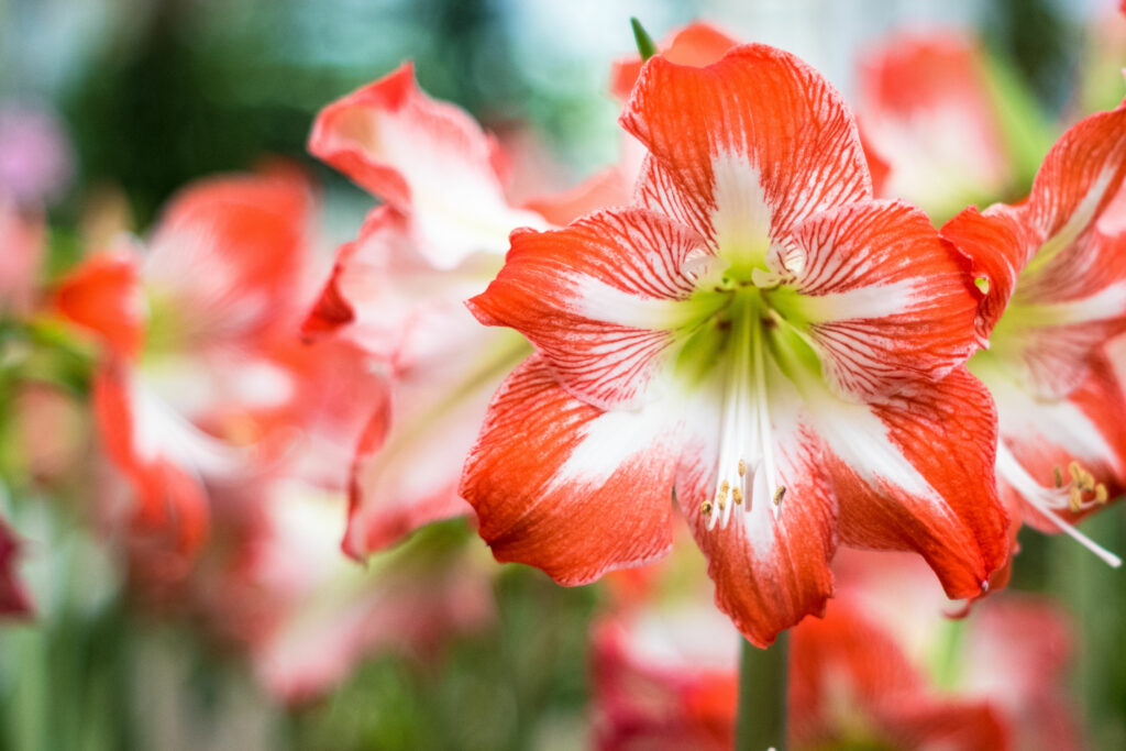 Amaryllis bloem in rood en wit