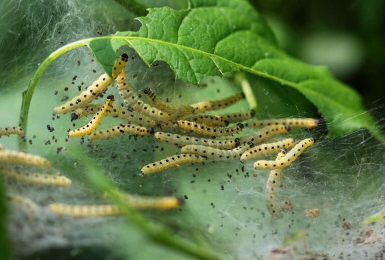 Appelspinmot: opsporen, bestrijden en voorkomen