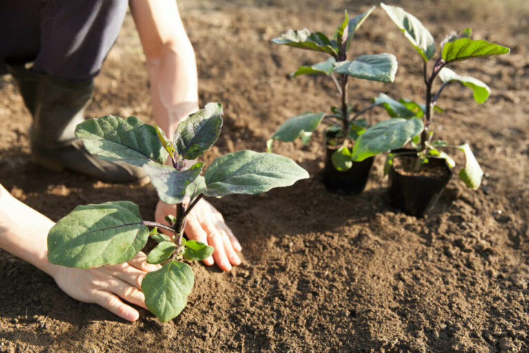 Aubergine planten: locatie, zaaien & goede buren