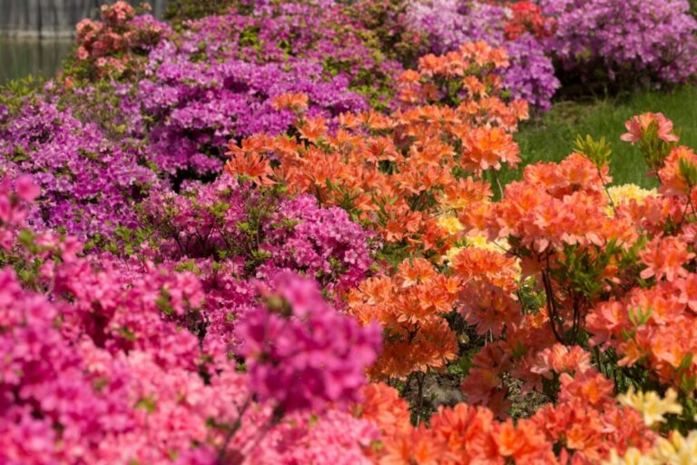 Azalea soorten: De mooiste azalea’s voor tuin & huis