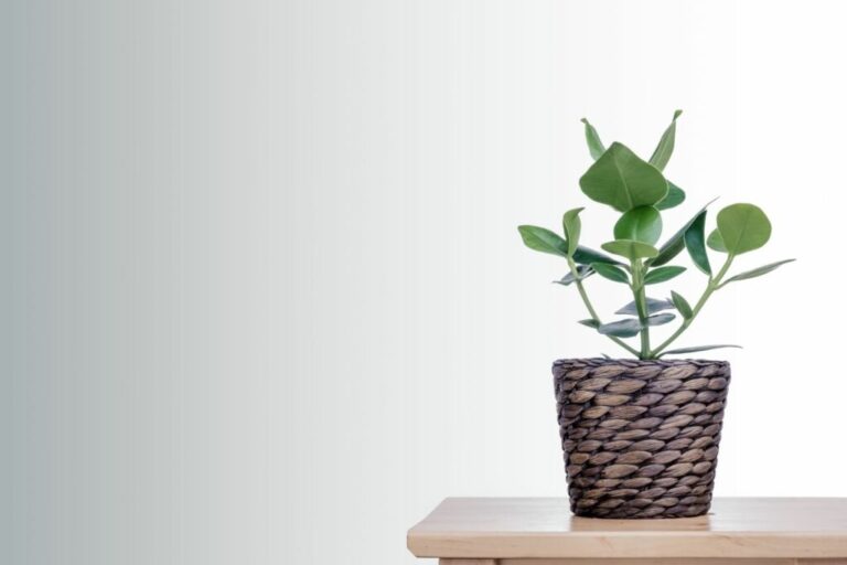 Balsemappel: locatie, verzorging & vermeerdering van de Clusia