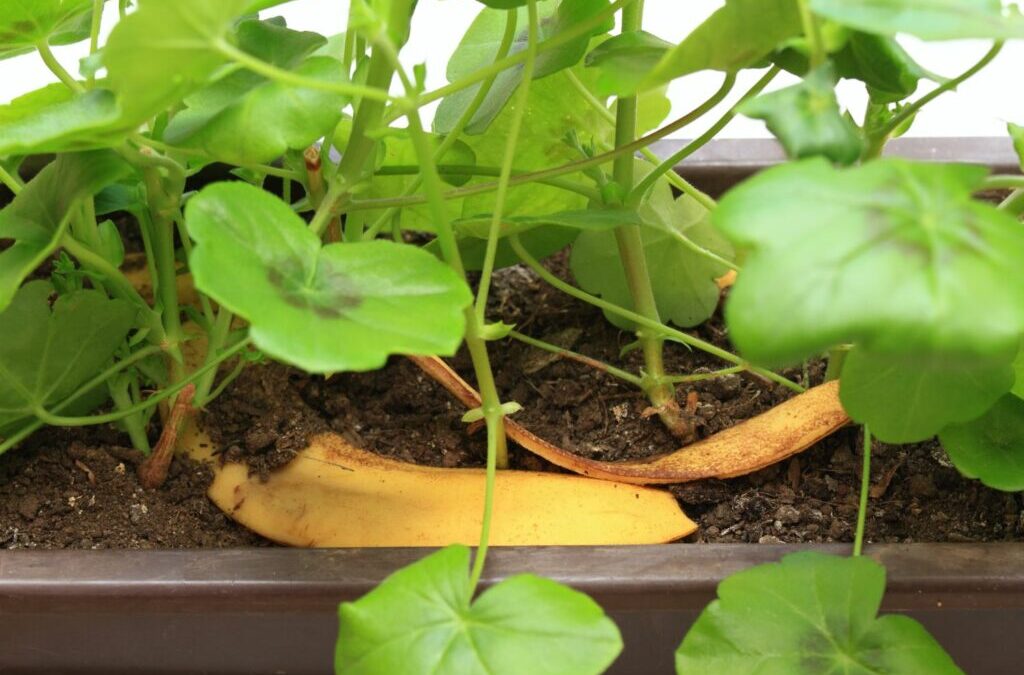 Bananenschillen als meststof: heeft het zin?
