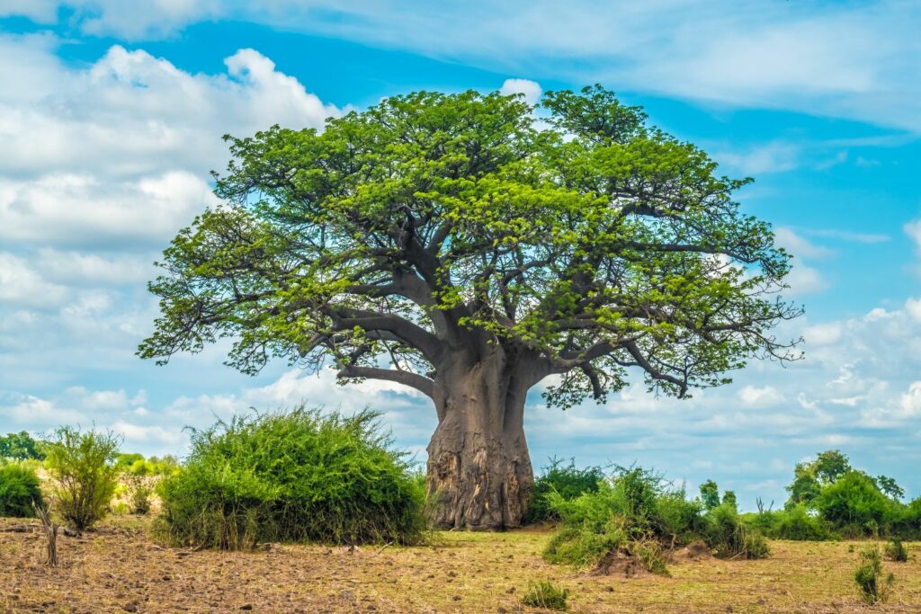 Baobab boom in Afrika