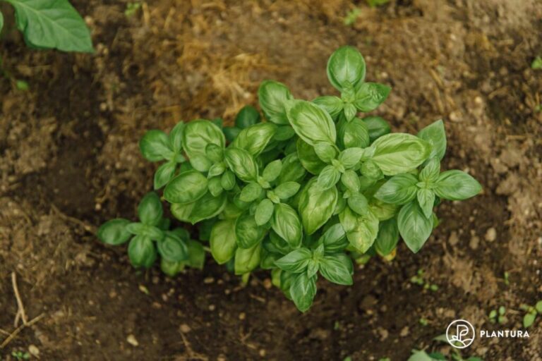 Basilicum planten: correct zaaien, verspenen & Co.