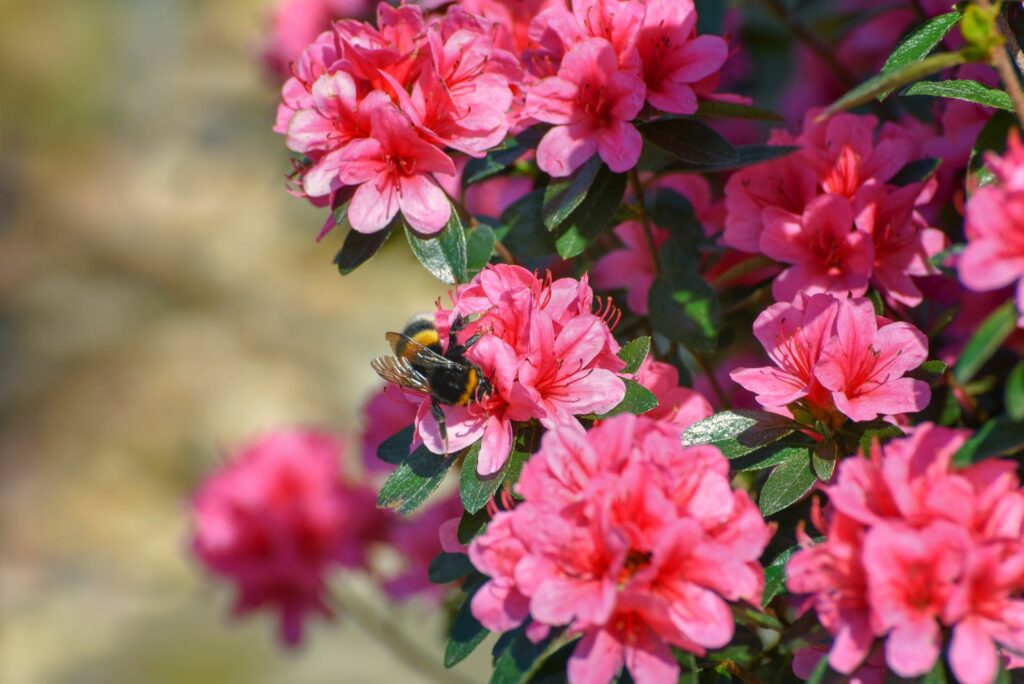 Een bij zit op roze azalea bloemen