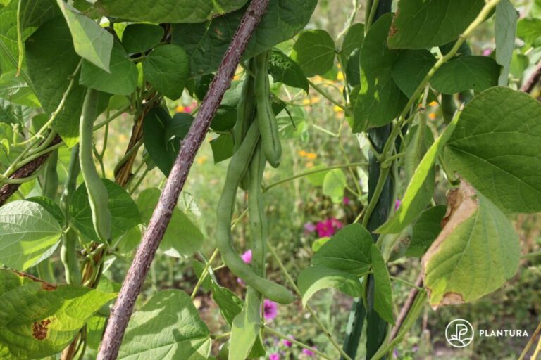 Bonen planten: Instructies voor het kweken van bonen - Agri World