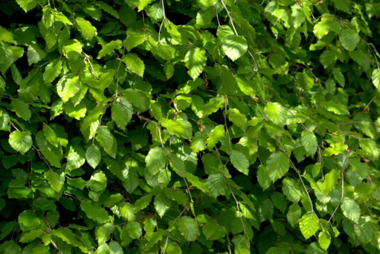 Bemest de beukenhaag: Bemestingstips van de expert