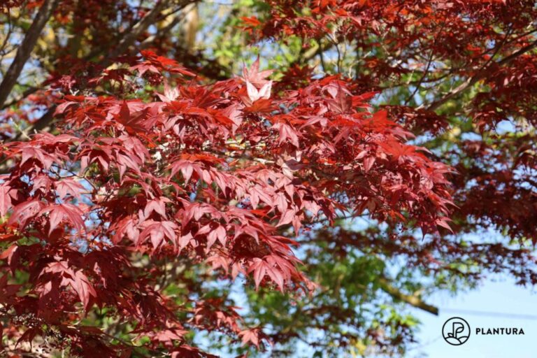 Bemest esdoorn: Deskundige tips voor het bemesten van de Japanse esdoorn