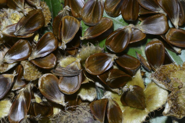 Beukennootjes: Zijn beukennootjes giftig?