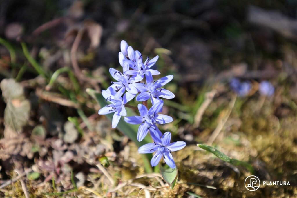 Blauwe ster in het voorjaar